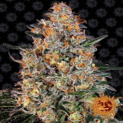 Bubba Kush - Une variété de cannabis populaire et puissante aux propriétés relaxantes. Profitez de l'expérience caractéristique de Bubba Kush avec cette variété de haute qualité.