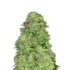 CBD Autofloraison 20:1 van Fast Buds - Une variété de cannabis autoflorissante avec une teneur élevée en CBD et un ratio de 20:1. Découvrez la détente avec CBD Autoflower 20:1.