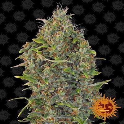 Critical Kush Auto van Barney's Farm - Une variété de cannabis autofloraison avec l'équilibre parfait entre les génétiques Critical et Kush. Découvrez la facilité et la puissance de Critical Kush Auto.