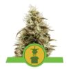 Découvrez la commodité de la variété de cannabis Royal Jack Automatic de Royal Queen Seeds, une option de floraison automatique rapide et puissante.