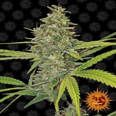 Photographie de la variété G13 Haze de Barney's Farm, montrant son feuillage caractéristique et ses bourgeons résineux, une variété de cannabis renommée et recherchée.