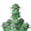 Une image de la Kosher Cake Auto de Fast Buds, montrant une plante de cannabis saine avec des bourgeons résineux et des feuilles vertes luxuriantes.