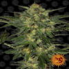 Image de « LSD de Barney's Farm », montrant une plante de cannabis florissante avec des bourgeons résineux et un feuillage vert luxuriant.