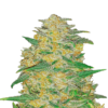 Une image de l'AK Auto de Fast Buds, une variété de cannabis à autofloraison célèbre pour sa croissance forte et résistante, présentant un feuillage vert luxuriant et des bourgeons recouverts de résine.