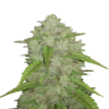 Une image présentant l'Amnesia Haze Autoflower de Fast Buds, une variété de cannabis à autofloraison renommée, connue pour ses effets puissants et sa croissance vigoureuse, avec des feuilles vertes luxuriantes et des bourgeons résineux.