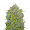 Une image de Bubblegum Auto de Fast Buds, une variété de cannabis à autofloraison connue pour son arôme sucré et semblable à celui du bubblegum, avec un feuillage vert luxuriant et des bourgeons résineux.