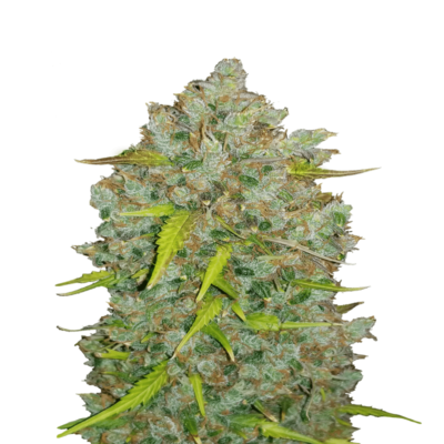 Une image de Bubblegum Auto de Fast Buds, une variété de cannabis à autofloraison connue pour son arôme sucré et semblable à celui du bubblegum, avec un feuillage vert luxuriant et des bourgeons résineux.