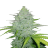 Une image de la Cheese Auto de Fast Buds, une variété de cannabis à autofloraison réputée pour son arôme de fromage et sa croissance robuste, avec des feuilles vertes luxuriantes et des bourgeons recouverts de résine.