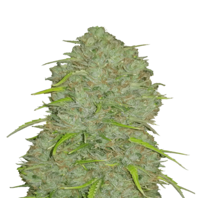 Une image présentant Jack Herer Auto de Fast Buds, une variété de cannabis à autofloraison célèbre pour sa génétique emblématique et sa croissance vigoureuse, avec un feuillage vert luxuriant et des bourgeons recouverts de résine.