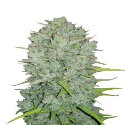 Une image montrant Northern Lights Auto de Fast Buds, une variété de cannabis à autofloraison connue pour sa puissance et sa croissance compacte, présentant des feuilles vertes luxuriantes et des bourgeons résineux.