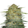 Une image représentant l'OG Kush Auto de Fast Buds, une variété de cannabis à autofloraison réputée pour sa génétique classique et sa croissance robuste, présentant un feuillage vert luxuriant et des bourgeons recouverts de résine.