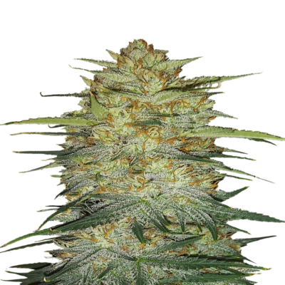 Une image représentant l'OG Kush Auto de Fast Buds, une variété de cannabis à autofloraison réputée pour sa génétique classique et sa croissance robuste, présentant un feuillage vert luxuriant et des bourgeons recouverts de résine.