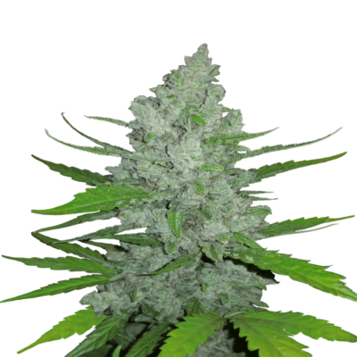 Une image présentant Sour Diesel Auto de Fast Buds, une variété de cannabis à autofloraison célèbre pour son arôme piquant et ses effets puissants, montrant sa croissance saine et ses bourgeons résineux.