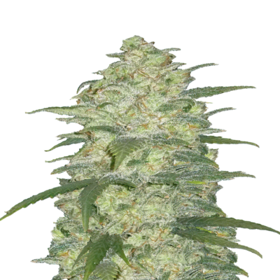 Une image de la White Widow Auto Strain de Fast Buds, une variété de cannabis à autofloraison renommée, avec ses trichomes blancs caractéristiques et sa croissance compacte.