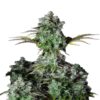 Une image présentant Big Bud Auto de Fast Buds, une variété de cannabis à autofloraison connue pour ses gros bourgeons résineux, ses feuilles vertes luxuriantes et sa croissance robuste.