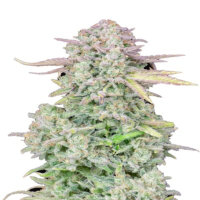 Une image de Trainwreck Auto de Fast Buds, une variété de cannabis à autofloraison connue pour ses effets puissants, montrant sa croissance vigoureuse et ses bourgeons résineux.