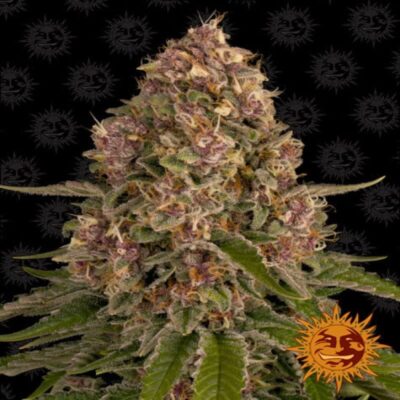 La Pink Kush de Barney's Farm : appréciez les délicieux arômes et les effets relaxants de cette populaire variété de cannabis à dominante indica.