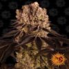 La Purple Punch de Barney's Farm : une variété de cannabis puissante et savoureuse avec les traits caractéristiques de la Purple Punch pour les amateurs.