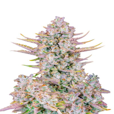 Une image remarquable d'une plante de cannabis Purple Punch Auto de FastBuds, présentant un feuillage vert vibrant et des fleurs aux teintes violettes profondes.