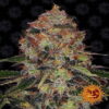 Photographie en gros plan de la variété de cannabis Shiskaberry de Barney's Farm, connue pour ses bourgeons vibrants et son profil de saveur unique.