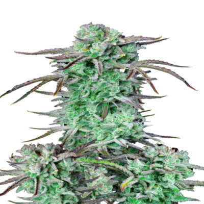 Image présentant la Strawberry Banana Auto de Fast Buds, une variété de cannabis à autofloraison connue pour ses caractéristiques fruitées et aromatiques.