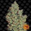 Image dynamique de la Tangerine Dream de Barney's Farm, une variété de cannabis réputée pour sa saveur exquise et son profil aromatique.