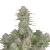 Photographie en gros plan d'une plante de cannabis Wedding Cheesecake Auto cultivée par Fast Buds, présentant un feuillage vert vibrant et des têtes recouvertes de résine.