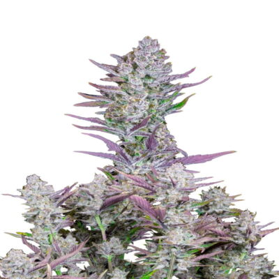 Photo en gros plan d'un plant de cannabis Wedding Glue Auto cultivé par Fast Buds, présentant un feuillage vert sain et des bourgeons résineux.