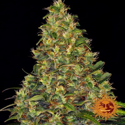 Amnesia Haze Auto, une variante autoflorissante de la célèbre variété de cannabis, offrant les mêmes arômes caractéristiques et des effets puissants dans une forme de croissance pratique et rapide.