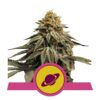 Découvrez les puissantes propriétés de la variété de cannabis Royal Skywalker de Royal Queen Seeds, un choix magistral pour les amateurs sérieux.
