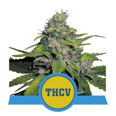 Découvrez les propriétés uniques de la variété de cannabis Royal THCV de Royal Queen Seeds, une variété exclusive pour les connaisseurs.
