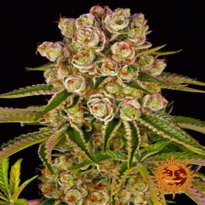 Image de la Kush Mintz de Barneys Farm, une plante de cannabis robuste aux bourgeons résineux et au feuillage vert luxuriant, célèbre pour sa saveur et son arôme uniques.