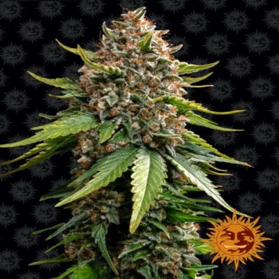 White Widow XXL Auto : Variété de cannabis à floraison automatique avec des rendements abondants et des effets puissants. Parfaite pour les cultivateurs de tous niveaux. Commander maintenant !