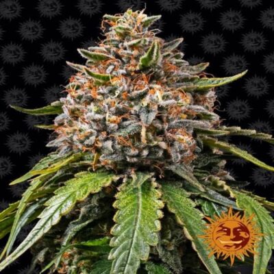 White Widow XXL : De gros rendements et des bourgeons puissants. Un excellent choix pour les cultivateurs qui recherchent des fleurs de cannabis abondantes et de haute qualité.