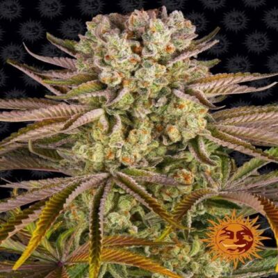 Une image vibrante de Pineapple Express de Barney's Farm, une variété de cannabis réputée pour sa saveur tropicale et ses effets relaxants, avec des bourgeons verts luxuriants et des notes d'inspiration d'ananas.
