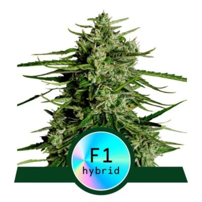 Image de la variété Titan F1 de Royal Queen Seeds, présentant ses plantes de cannabis robustes aux caractéristiques et génétiques impressionnantes.