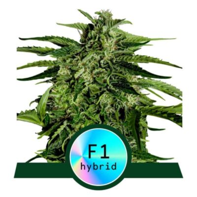 Graines d'Apollo F1 - Des graines de cannabis de haute qualité de la variété Apollo F1. Ces graines sont reconnues pour leur croissance puissante et leur potentiel, produisant des plantes robustes et riches en résine. Parfaites pour les cultivateurs à la recherche d'une expérience de cannabis excellente.