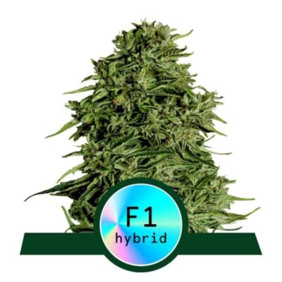 Cosmos F1 van Royal Queen Seeds - Découvrez la variété de cannabis enchanteresse Cosmos F1 avec des caractéristiques et des arômes uniques. Cultivez votre expérience cosmique.