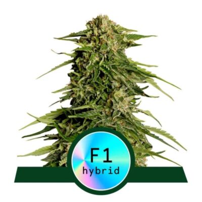 Epsilon F1 de Royal Queen Seeds - Découvrez les propriétés extraordinaires de la variété de cannabis Epsilon F1. Cultivez avec confiance et qualité.