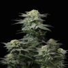 Image de la variété de cannabis GG4 Sherbet FF de Fast Buds, caractérisée par un feuillage vert vibrant, des têtes recouvertes de résine et une croissance saine dans un environnement de culture en intérieur.