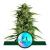 Une image de « Hyperion F1 de Royal Queen Seeds » montrant une plante de cannabis saine et vibrante avec des têtes résineuses et des feuilles vertes luxuriantes.
