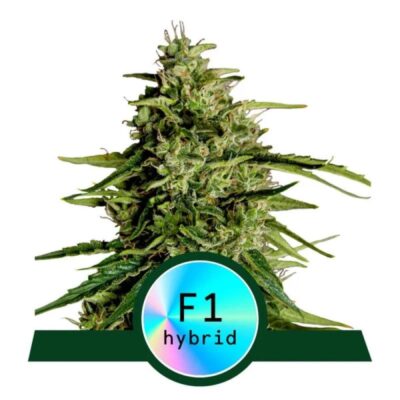 Une image présentant « Milky Way F1 de Royal Queen Seeds », montrant une plante de cannabis avec un feuillage vibrant et des bourgeons résineux.