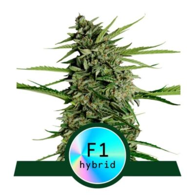 Une image présentant la variété de cannabis Orion F1 de Royal Queen Seeds, connue pour ses effets puissants et sa génétique unique, avec son feuillage et ses bourgeons caractéristiques.