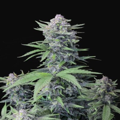 Image de la Tropicana Cookies Auto de Fast Buds, présentant sa variété de cannabis à autofloraison aux bourgeons résineux et colorés, réputée pour ses saveurs et ses arômes uniques.