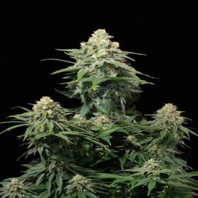 Image en gros plan d'une plante de cannabis Wedding Cheesecake FF cultivée par Fast Buds, présentant des feuilles vertes saines et des bourgeons recouverts de résine.