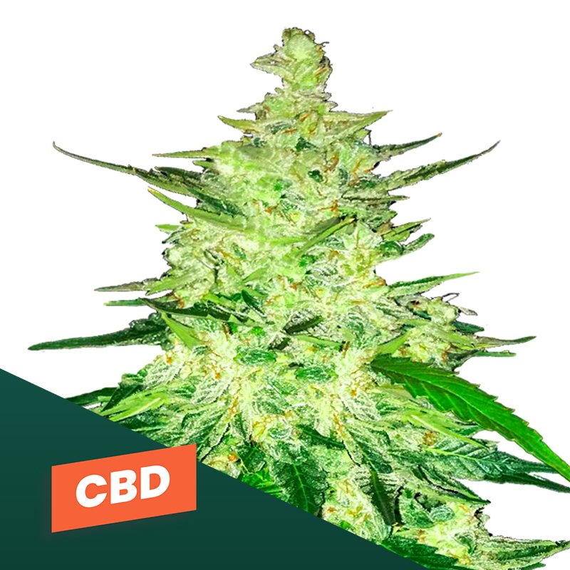 Graines de cannabis CBD