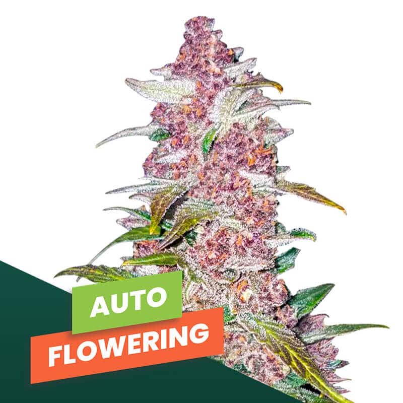 Graines de cannabis à autofloraison