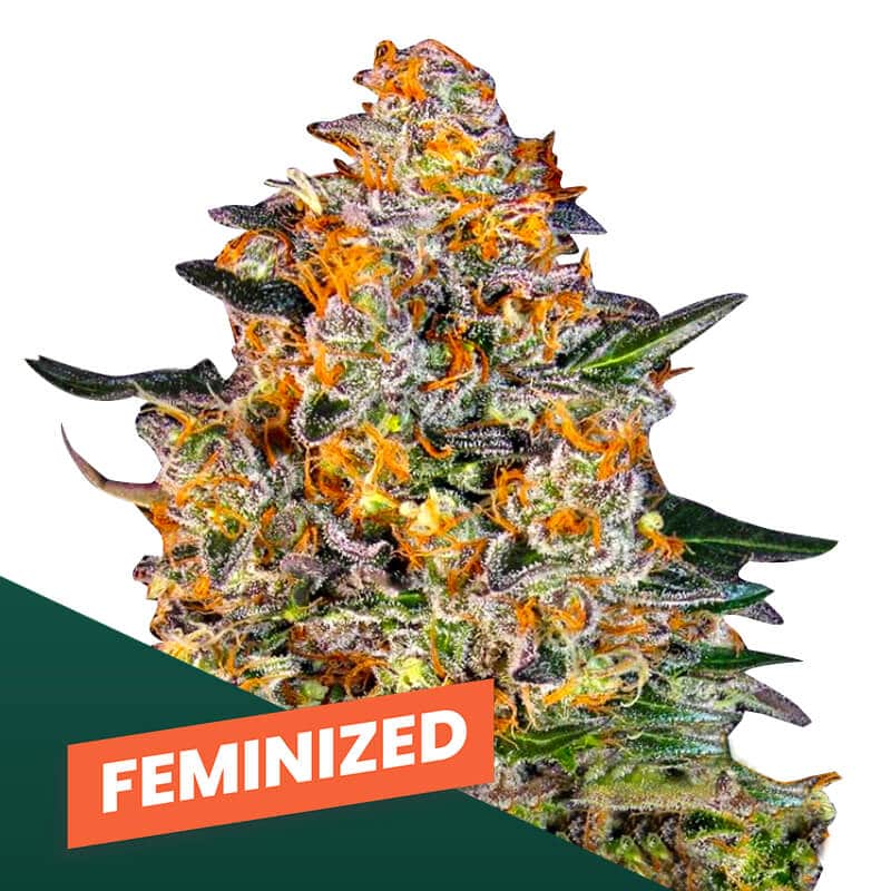 Graines de Cannabis Féminisées