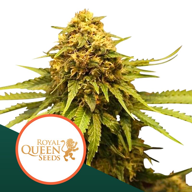 Royal Queen Seeds